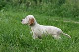 SETTER ANGLAIS 289